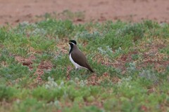 Vanellus tricolor