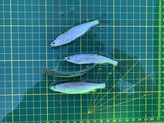 Hemiculter leucisculus