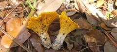 Cantharellus