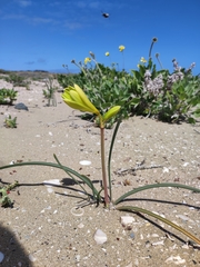 Zephyranthes bagnoldii