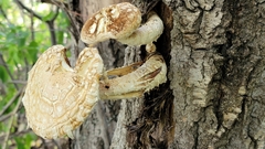 Hemipholiota populnea