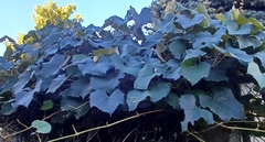 Vitis vinifera