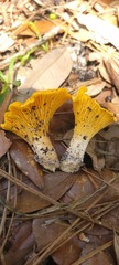 Cantharellus