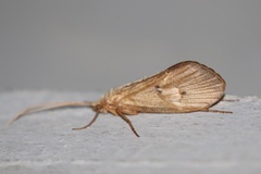 Onocosmoecus unicolor