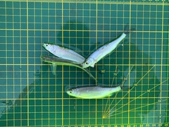 Hemiculter leucisculus