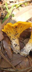 Cantharellus