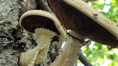 Hemipholiota populnea