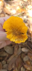 Cantharellus