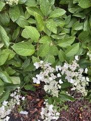 Hydrangea paniculata