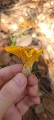 Cantharellus