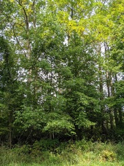 Fraxinus quadrangulata