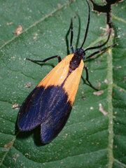 Lycomorpha pholus