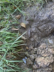 Odocoileus virginianus