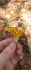 Cantharellus