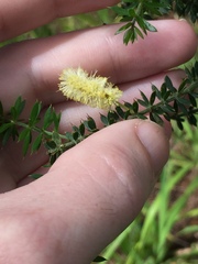 Acacia verticillata