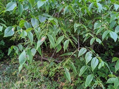 Fraxinus quadrangulata
