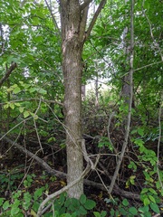 Fraxinus quadrangulata