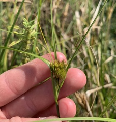 Carex sychnocephala