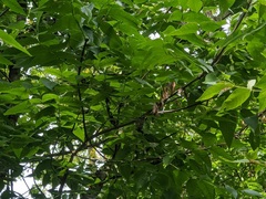 Fraxinus quadrangulata