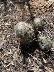Mammillaria grahamii