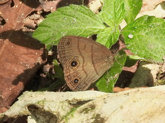Hermeuptychia harmonia