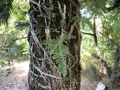 Davallia griffithiana