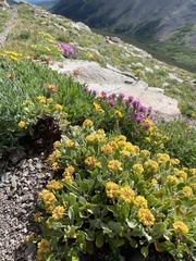 Eriogonum arcuatum