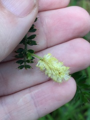 Acacia verticillata