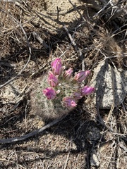 Mammillaria tetrancistra