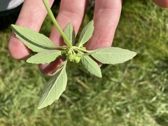 Euphorbia davidii