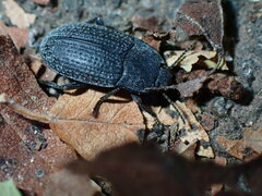 Asiopus minimus