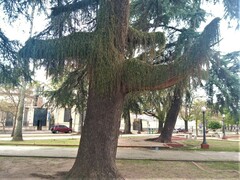 Lepismium lumbricoides