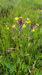 Triphysaria eriantha