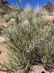 Ephedra