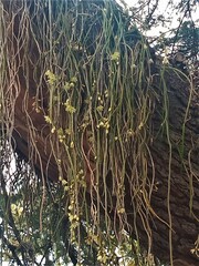 Lepismium lumbricoides