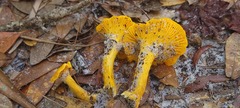 Cantharellus