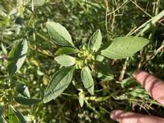 Euphorbia davidii