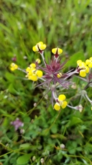 Triphysaria eriantha