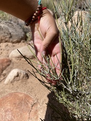 Ephedra
