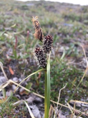 Carex membranacea