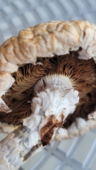 Hemipholiota populnea