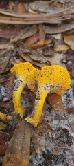 Cantharellus