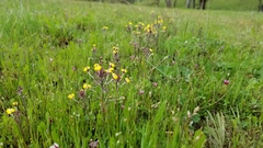 Triphysaria eriantha