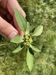 Euphorbia davidii