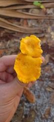 Cantharellus
