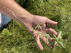 Euphorbia davidii