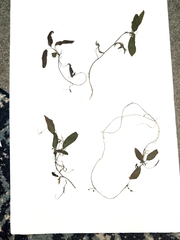 Potamogeton epihydrus
