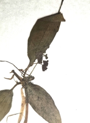 Potamogeton epihydrus