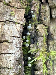 Holwaya mucida
