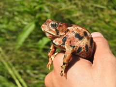 Anaxyrus americanus copei